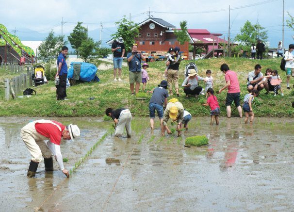 田んぼで田植えをする親子