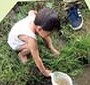 小川で生き物を探す子ども